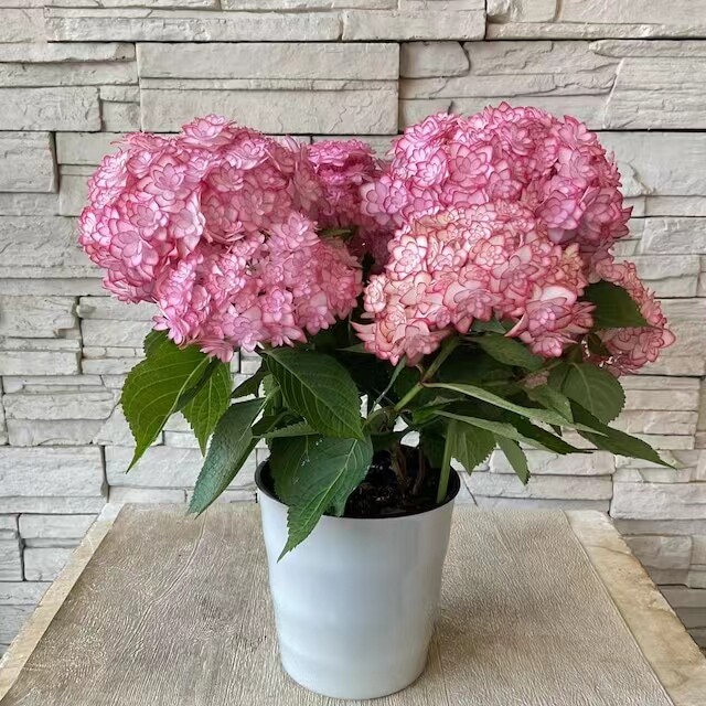 新品绣球花苗 露娜/女儿节月 包邮,鲜花速递/花卉仿真/绿植园艺,绣球/木绣球/木本植物,淘宝优惠券,粉丝福利购,淘宝优惠卷