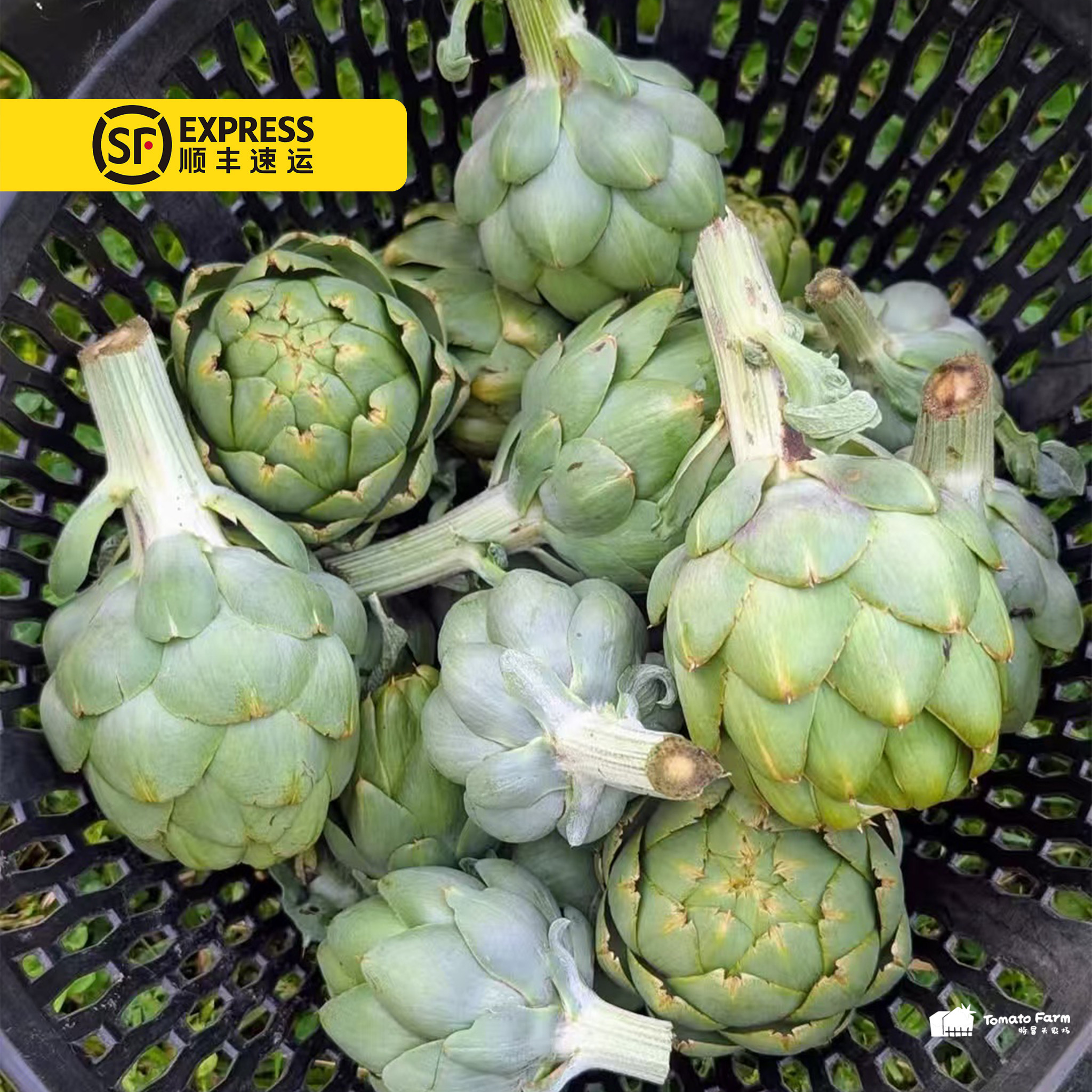 Globe Artichoke洋蓟清香鲜嫩!花心绵糯细腻回味清甜顺丰