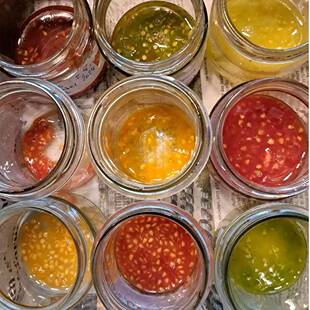 盆栽四季番茄种子实验品种非转基因合集老品种西红柿6粒产地直发