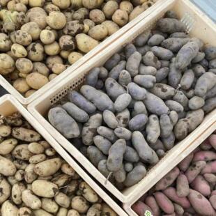 【当季现挖】RainbowPotato三色土豆粉糯香甜混合顺丰彩虹土豆3斤