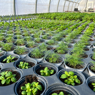 留兰香薄荷盆栽（Spearmint） 阳台四季可食用香料花园带盆栽窗台