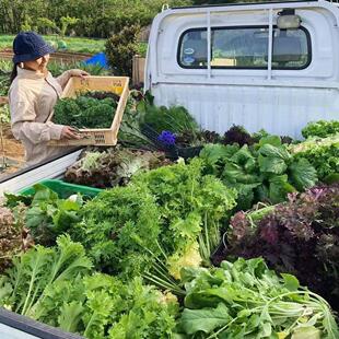 【顺丰京东】沙拉菜蔬菜箱单次体验健康安心蔬菜9斤新鲜蔬菜现摘