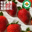 免洗现摘现发有机草莓 有机草莓