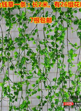 金钱草绿叶植物室内吊顶花藤包邮