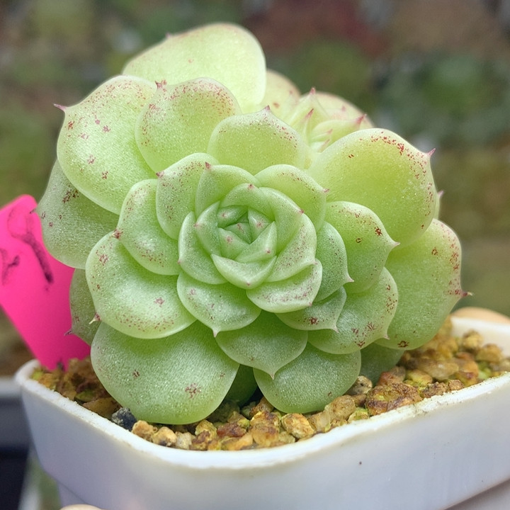 油透肥圆珍妮群29,鲜花速递/花卉仿真/绿植园艺,多肉植物,淘宝优惠券,粉丝福利购,淘宝优惠卷