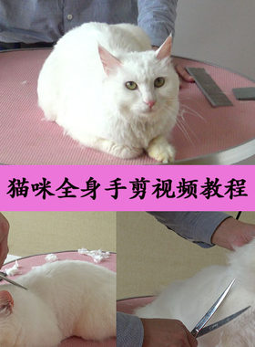 猫咪全身手剪视频教程 宠物美容师培训教程