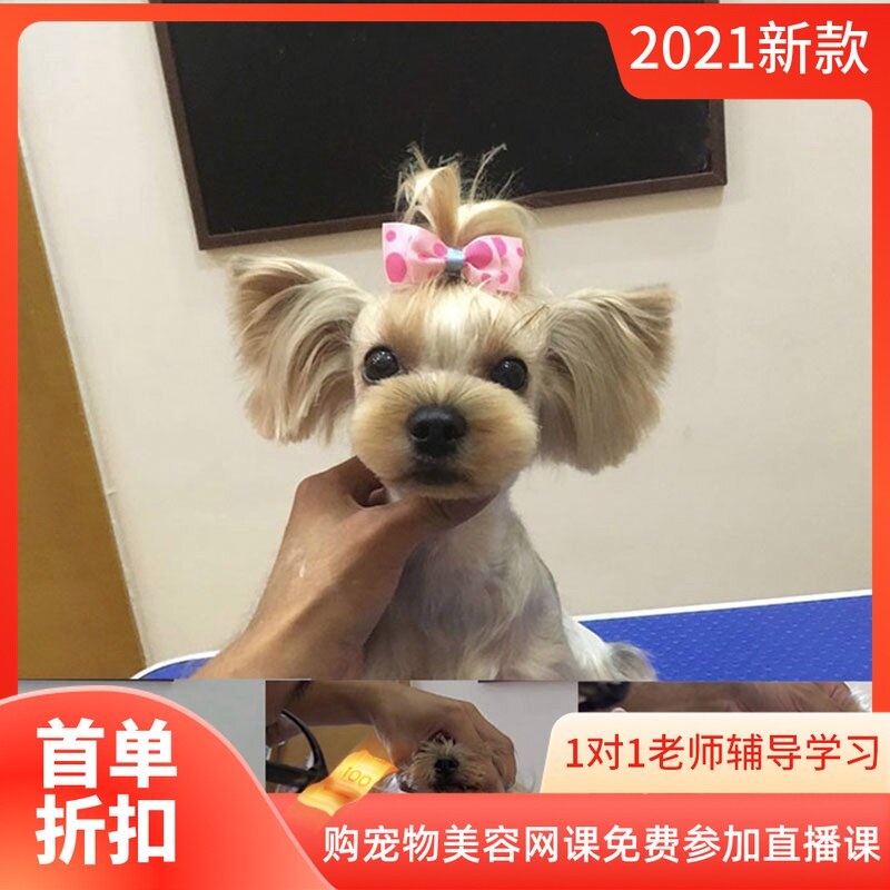日韩萌系宠物美容视频教程约克夏公主头造型修剪课程