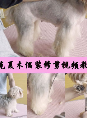 宠物美容教程视频 狗美容视频 宠物美容师培训教程宠物美容书教材