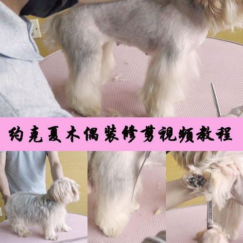 宠物美容教程视频 狗美容视频 宠物美容师培训教程宠物美容书教材