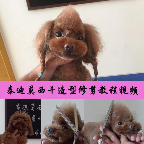 宠物美容教程日韩萌系泰迪莫西干修剪毛视频美容师培训MODPET
