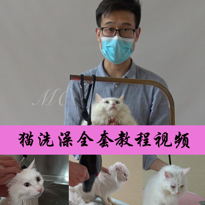 猫洗澡教程视频技巧淘宝线上学习MODPET全国包邮推荐