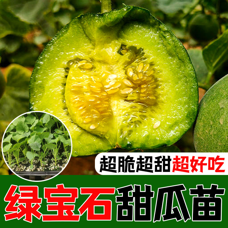 绿宝石甜瓜苗羊角蜜秧苗超甜酥脆香瓜苗四季盆栽阳台瓜秧菜苗