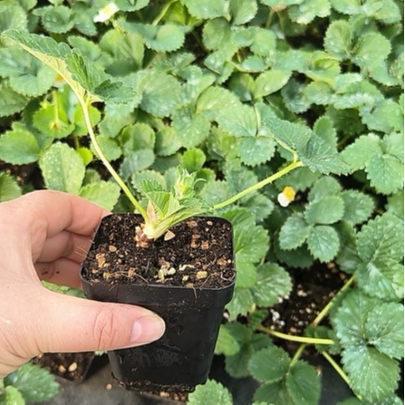 【7方小盆苗】香野奶油粉玉妙七建德白草莓秧苗盆栽