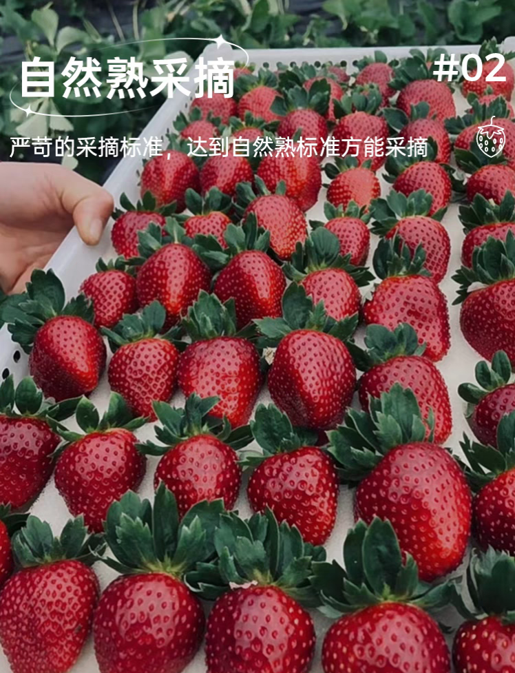 【小加仑盆】真红美玲梦之芙金刚二号草莓苗秧苗盆栽阳台庭院盆栽