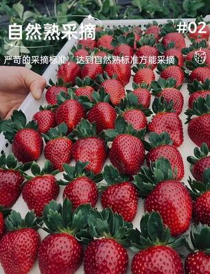 小加仑盆真红美玲梦之芙金刚二号草莓苗秧苗盆栽阳台庭院盆栽