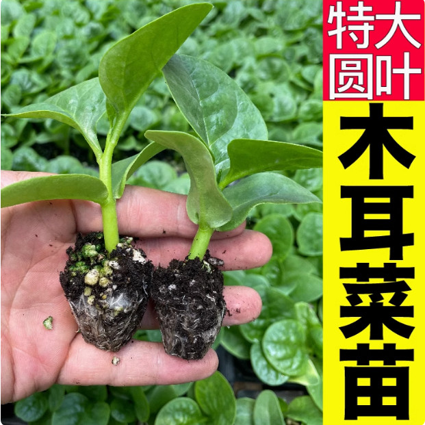 高钙特大圆叶木耳菜秧苗食用豆腐菜种子四季高产阳台盆栽蔬菜种植