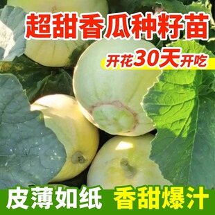 日本甜宝甜瓜苗绿宝石甜瓜种子羊角蜜香瓜苗秧蔬菜苗秧南方种植