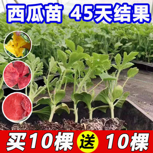 8424嫁接西瓜苗麒麟甜王黑皮无籽阳台盆栽懒汉美都红玉甘美4k苗秧