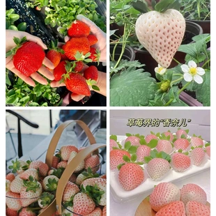 奶油草莓黑莓四季 白色软盆大苗 种超甜奶油大果白草莓籽 140