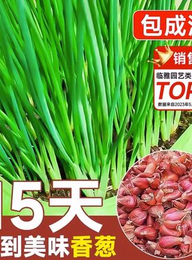 四季小香葱种头四川葱种葱种子种籽小葱葱头红葱本地火葱头种批发