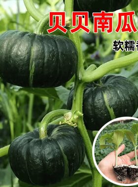 迷你秧苗正宗板栗味奶油小南瓜种籽孑高产四季盆栽菜苗