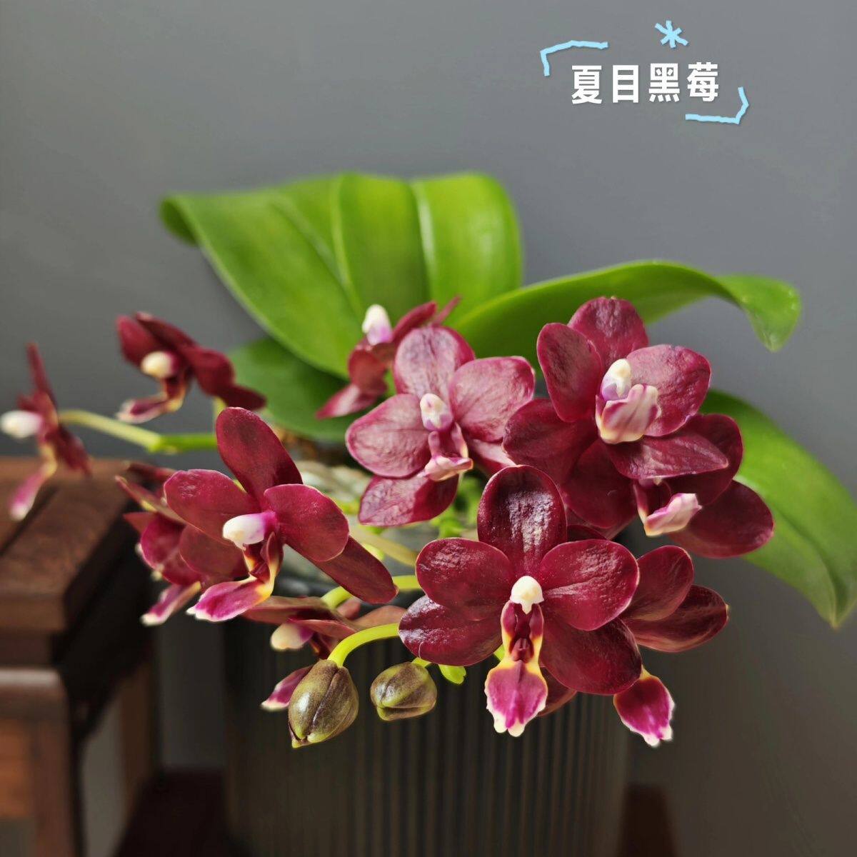 【夏目黑莓】蝴蝶兰2.8寸单花剑室内盆栽大花浓香型四季开花绿植