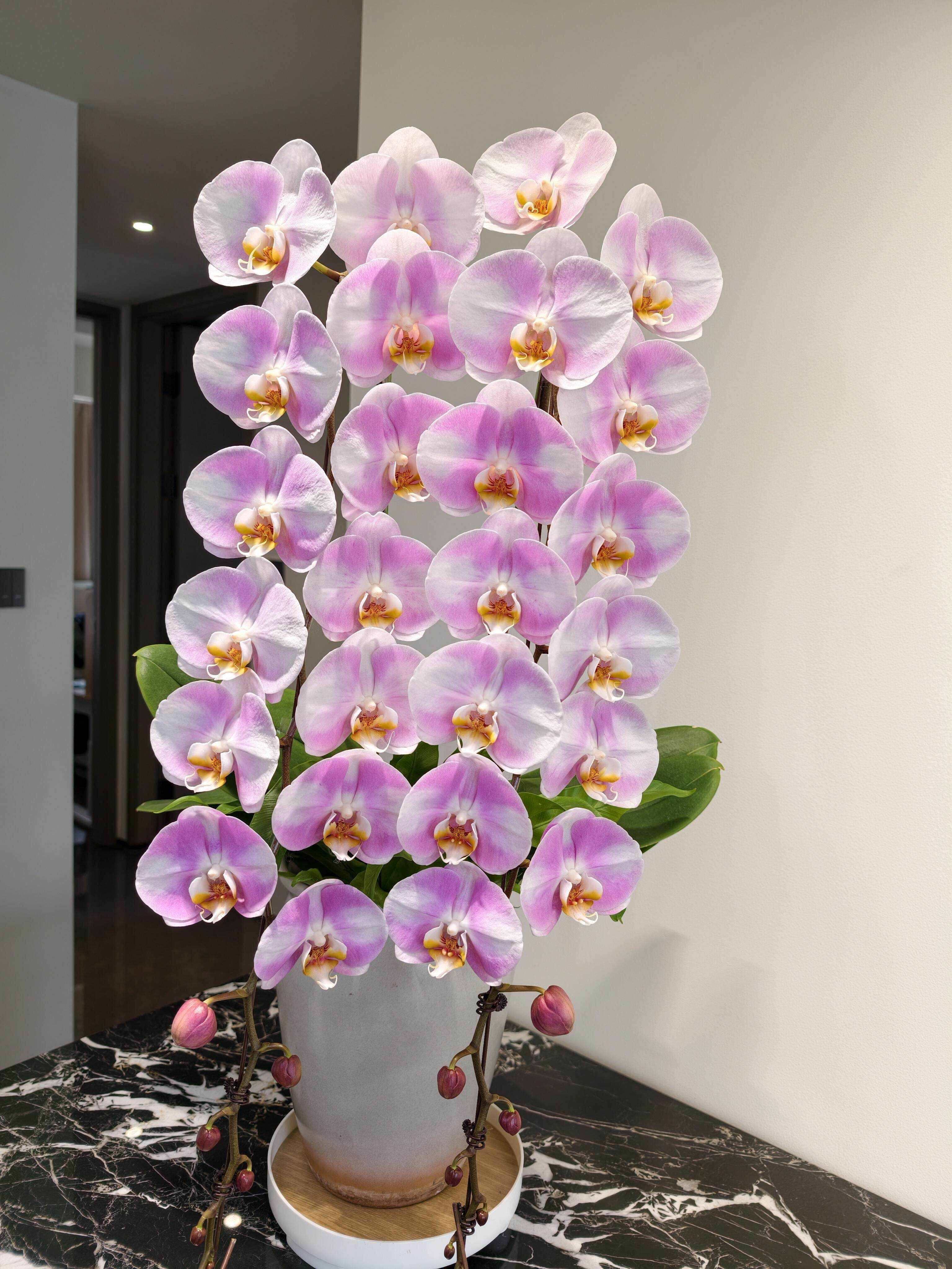 【明星】蝴蝶兰2.8寸单花剑浓香型盆栽花剑四季室内客厅绿植大花