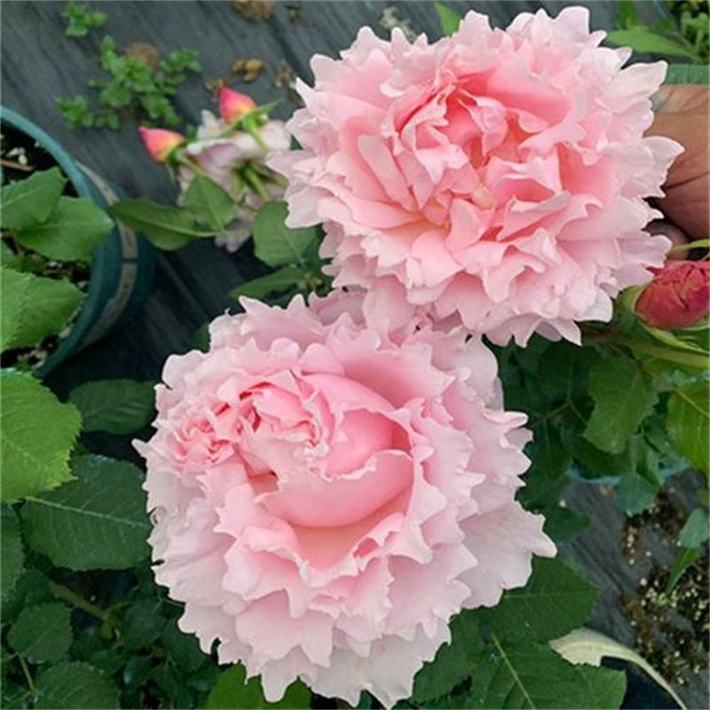 居家新品索菲罗莎苏淡粉