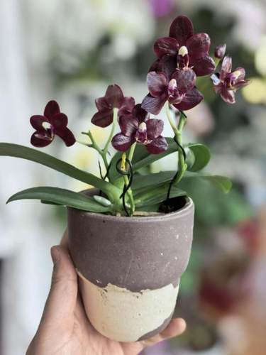 【夏目黑莓】蝴蝶兰2.8寸单花剑室内盆栽大花浓香型四季开花绿植