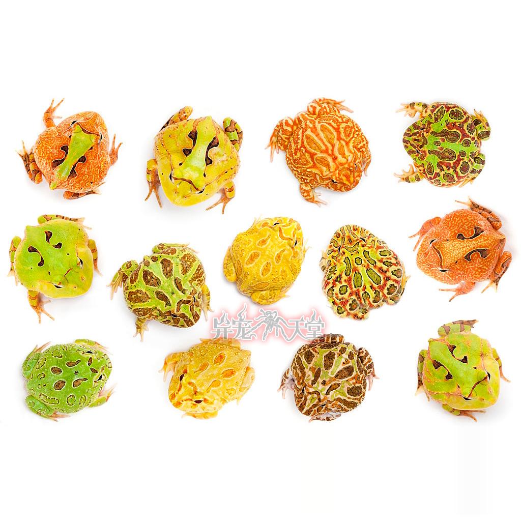 爬宠水盆食盆造景植物躲避