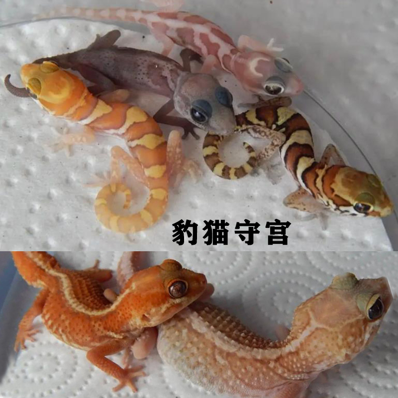 豹猫守宫活体爬宠蜥蜴新手入门原色黄化隐黄公母都有豹纹肥尾守宫