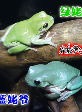 印尼绿姥爷树蛙澳洲蓝老爷牛奶蛙活体宠物蓝玻璃蓝眼焦糖蜡白猴物