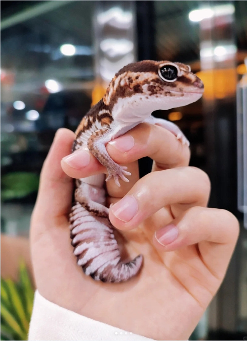 肥尾守宫活体宠物爬宠原色奶牛奥利奥焦糖祖鲁橘白无纹幽灵直线