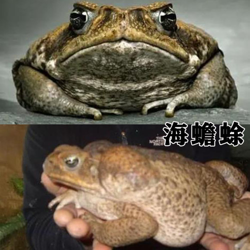 圭亚那海蟾蜍活体宠物蛙篮球大小