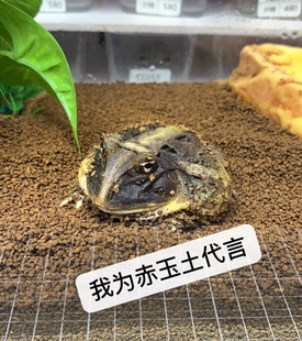 爬宠赤玉土角蛙垫材颗粒土两栖爬虫饲养箱用黄绿角蛙非牛角蛙泥