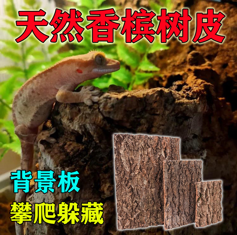 香槟树皮天然爬虫蜥蜴树蛙角蛙蜘蛛寄居蟹饲养箱背景板攀爬宠造景