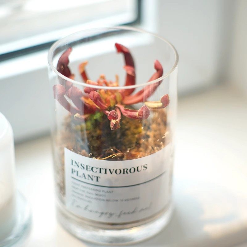 玻璃生态瓶景礼品苔藓食虫植物微景观客厅办公室桌面易养30天包活,鲜花速递/花卉仿真/绿植园艺,食虫植物,淘宝优惠券,粉丝福利购,淘宝优惠卷