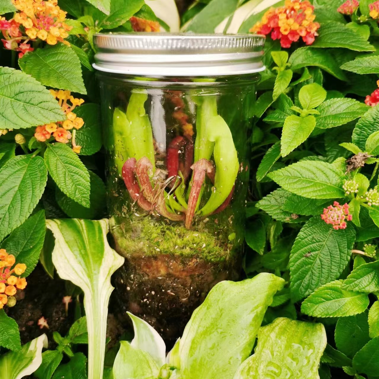 精美食虫植物梅森瓶景30天包活