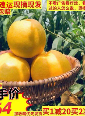 北京平谷黄油桃多汁软甜现摘礼盒