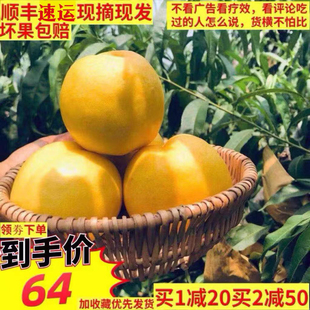 北京平谷大桃油黄桃奥油多汁硬脆软甜鲜桃宝宝孕妇现摘礼盒顺丰