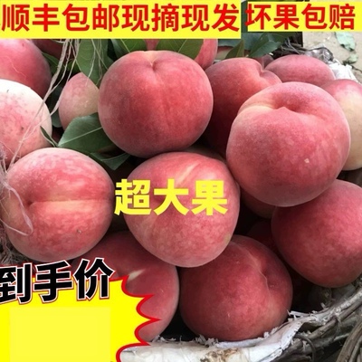 平谷大桃水蜜桃九宝久保绿化九硬脆软香甜汁多孕妇小孩顺丰老人