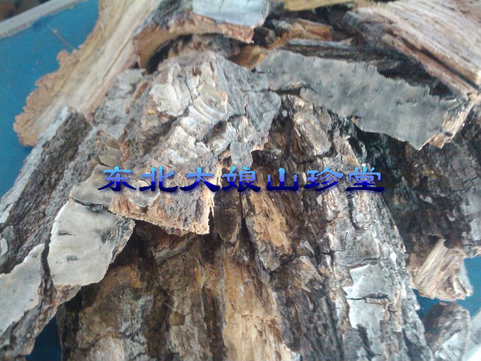野生元蘑东北特产山珍