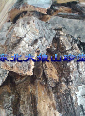 野生柞树皮 现剥 鲜 清热利湿 柞树树皮
