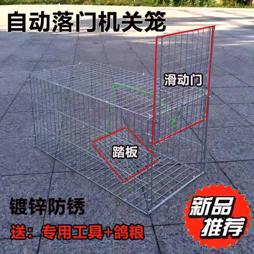 自动收鸽笼只进不出自动落门笼