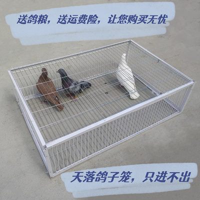 鸽子天落笼户外回收笼