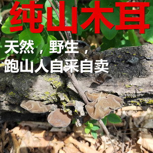 东北木耳干货黑小木耳特级纯野生散装 250g非500g大兴安岭真山木耳