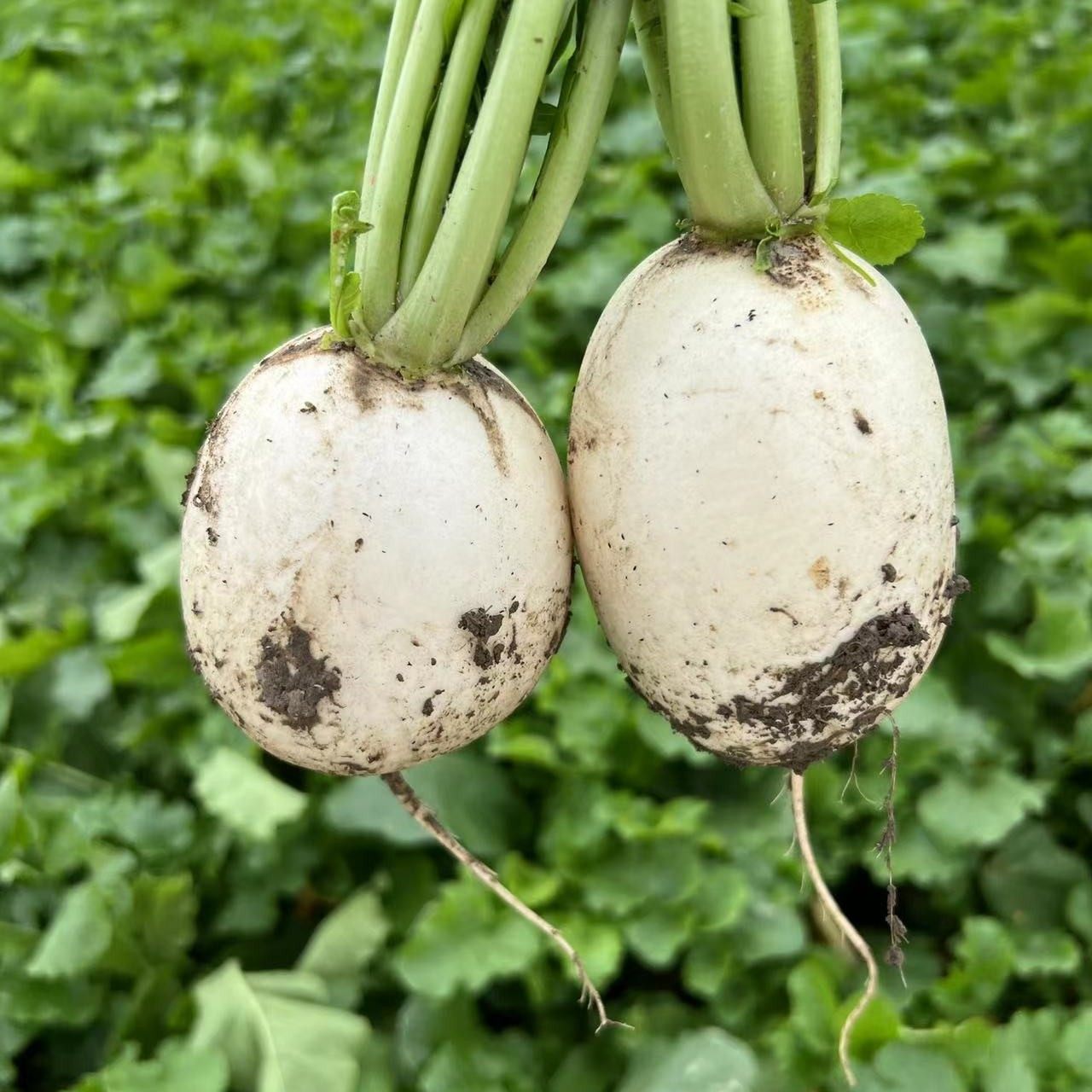圆白萝卜新鲜现摘 农家自种露天萝卜带泥发货可生吃炖汤腌泡菜5斤,水产肉类/新鲜蔬果/熟食,萝卜/胡萝卜,淘宝优惠券,粉丝福利购,淘宝优惠卷