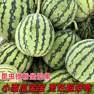 江苏东台小西瓜宝宝新鲜西瓜采摘 昆虫授粉坐果 薄皮鲜嫩烹饪美食