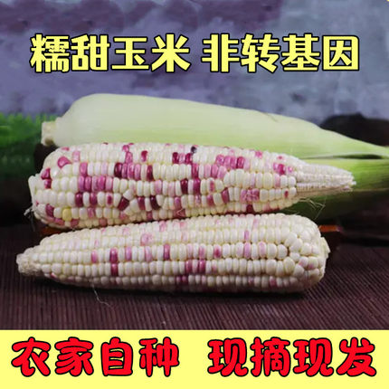糯玉米新鲜现摘带皮江苏农家自种花玉米棒头非转基因苞谷整箱现发