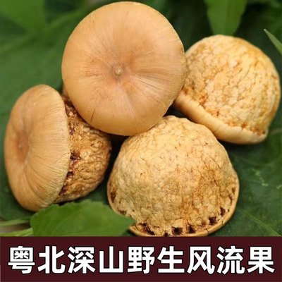 风流果野生正品500g 男性泡酒料石头果广东粤北特产胖头果厚鳞柯